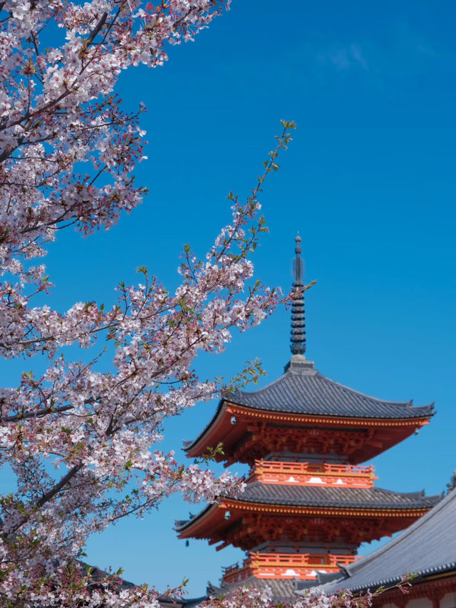 Spring Beneath the Stage: Kiyomizu-dera in Full Bloom