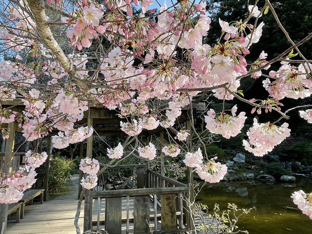 Hakone Cherry Blossoms: A Mountain Retreat in Pink