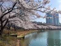 Seokchon Lake Cherry Blossoms: Seoul’s Hidden Pink Oasis