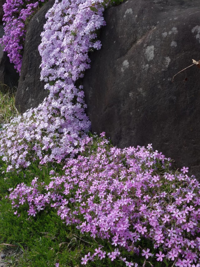 A Quiet Spring in Hakuba, Nagano 🌸🌿
