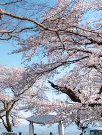 Panoramic Petals: Springtime Serenity at Kurehayama Park