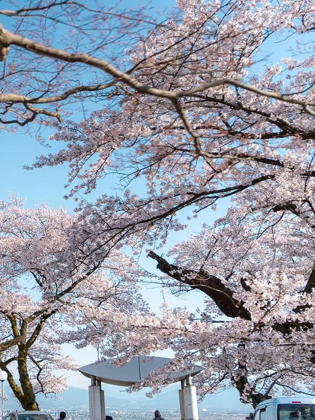 Panoramic Petals: Springtime Serenity at Kurehayama Park