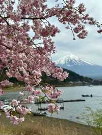 Sakura in the Sky: A Spring Escape to Tenjozan Park