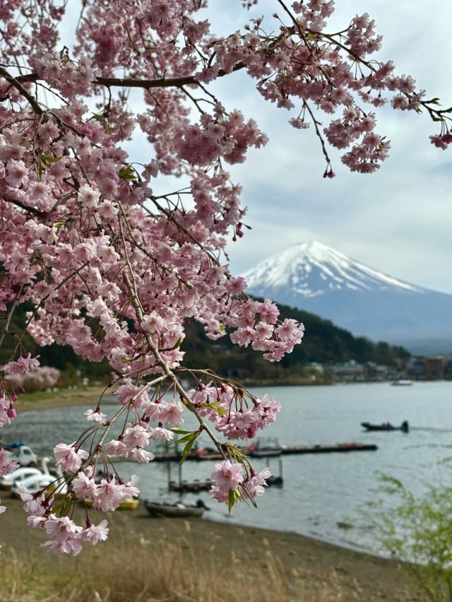 Sakura in the Sky: A Spring Escape to Tenjozan Park