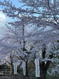 Hirosaki Park Sakura | Tohoku's Blossom Wonderland