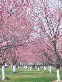 🌸 Spring Blossom Spots in Ningbo: Hidden Gems for Perfect Photos! 📸