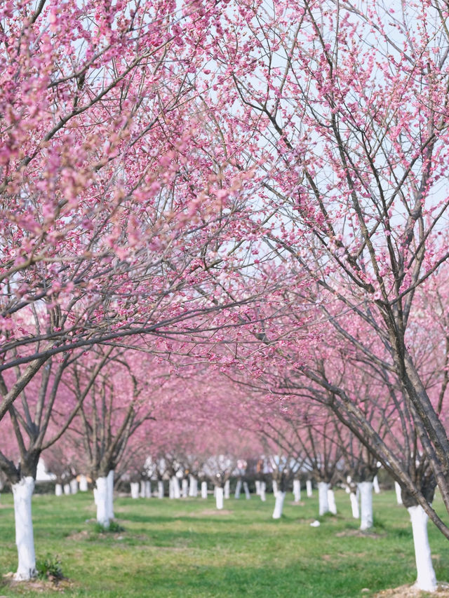 🌸 Spring Blossom Spots in Ningbo: Hidden Gems for Perfect Photos! 📸