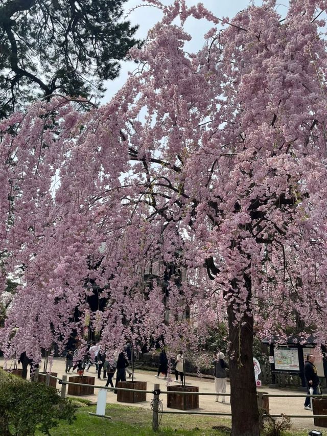A Floating Blossom Paradise: Cherry Blossoms at Hirosaki Park