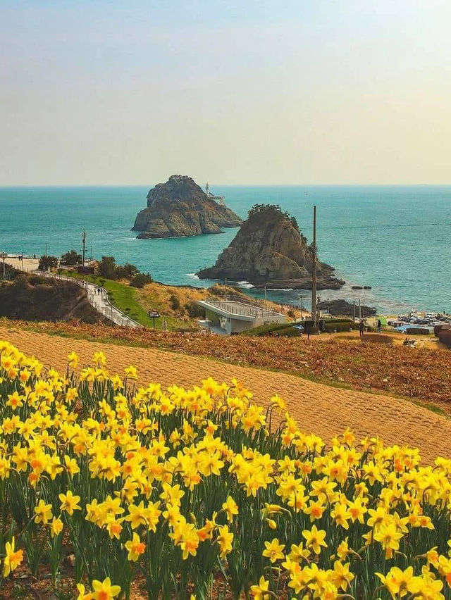 Đi đảo 오륙도 thì ăn gì ? Chơi ở đâu ?