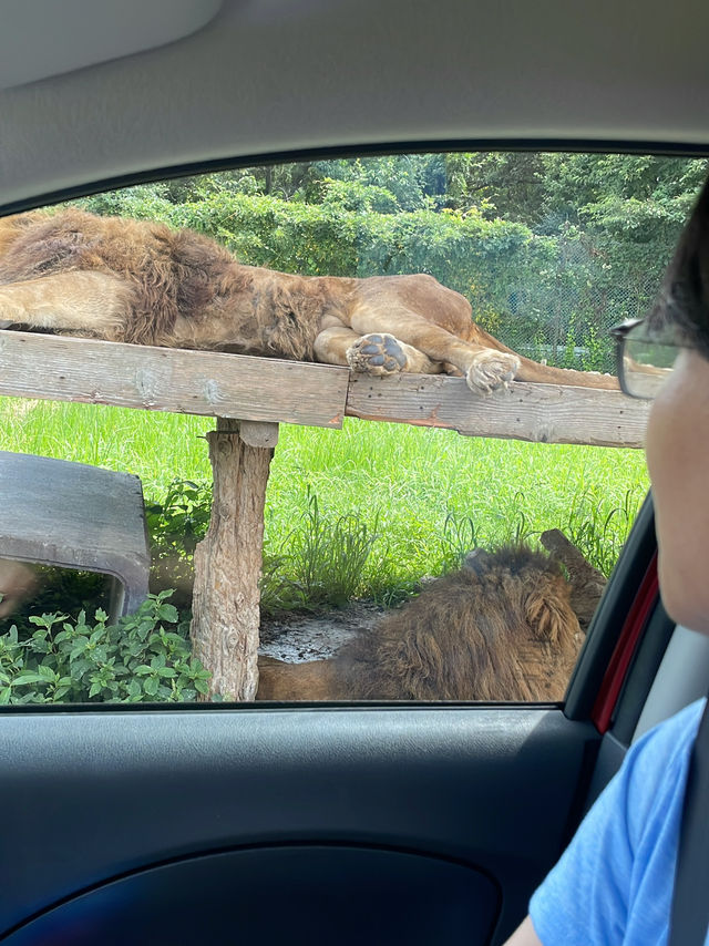 那須　サファリパーク　車で🚗