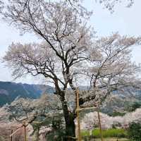県の天然記念物にも指定されているひょうたん桜