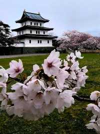 Hokkaido's Most Spectacular Sakura Extravaganza