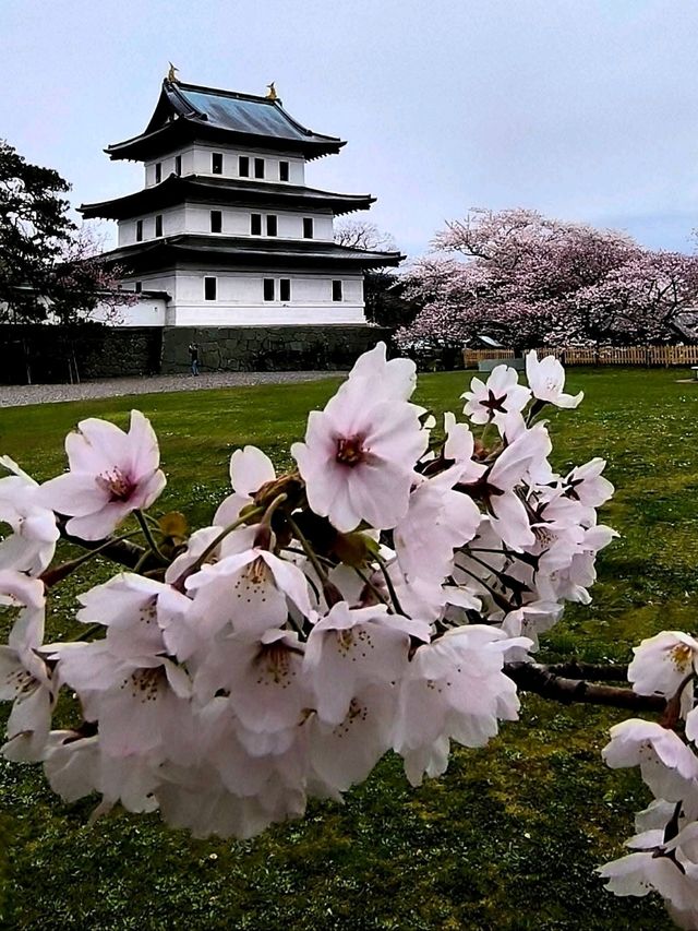 Hokkaido's Most Spectacular Sakura Extravaganza