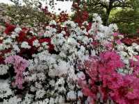 「紫藤物語〜大藤節」在足利花卉公園綻放