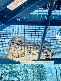 【北海道】旭山動物園：冬日限定超萌企鵝巡遊