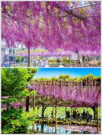 【愛知】GWまだ間に合う！紫色の絶景を見に行こう！