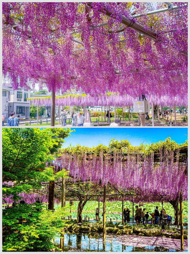 【愛知】GWまだ間に合う！紫色の絶景を見に行こう！