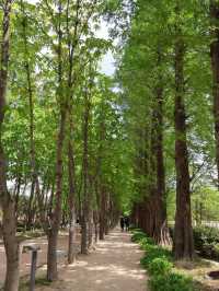 경주에서 제일 좋았던 무료 산책 정원 외나무 포토존 놓치지마세요🌳