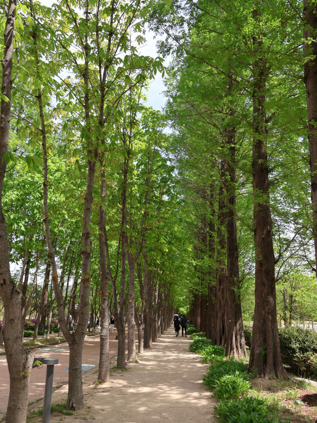 경주에서 제일 좋았던 무료 산책 정원 외나무 포토존 놓치지마세요🌳