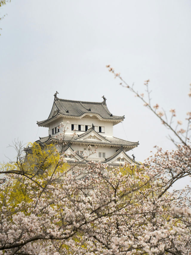 Illuminated Blossoms in a Historic Setting