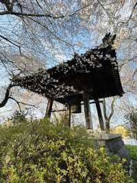 Reflection of Sakura : Anyouji Temple, Matsumoto
