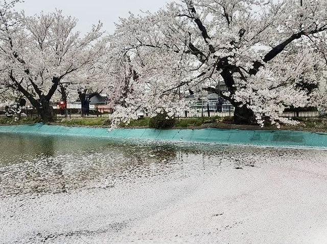 長野縣賞櫻購物ㄧ日遊