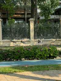 ชวนมานอนพักใจพักสายตาที่สวนป้อมพระสุเมรุ! 