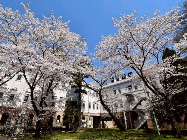 徜徉在百年校舍的櫻花漫開---仙台東北大學