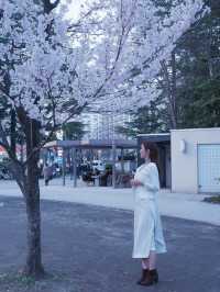 東京到仙台賞櫻：在市區就可以欣賞夜櫻