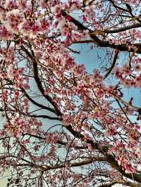 Gangneung in Bloom: A Coastal Cherry Blossom Retreat