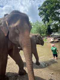 🇹🇭泰國清邁Kerchor 大象保護公園🐘✨不強迫大象的友善環境