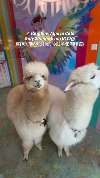 Hanging Out with Alpacas and Sweet Treats at Sugar Lips, Johor