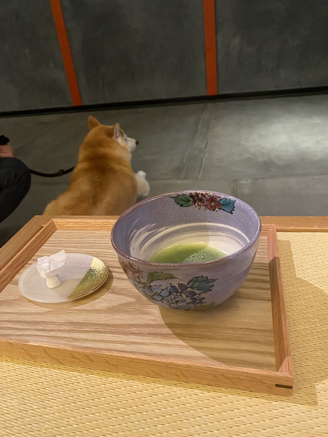 【日本🇯🇵京都】🐶と楽しむ京都