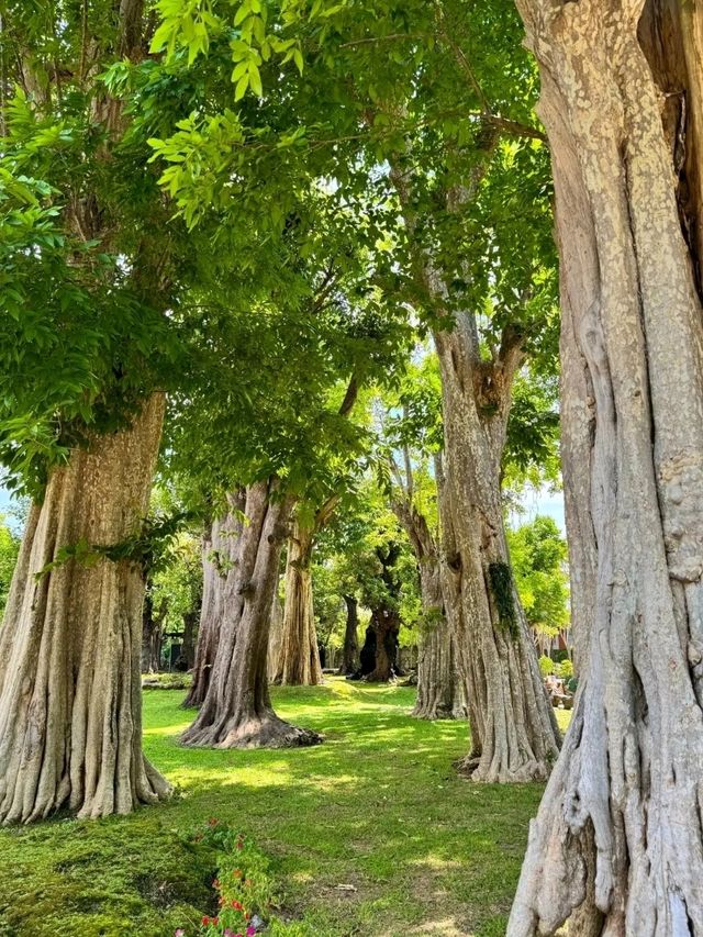 Changthong Heritage Park – Nature, Culture & Serenity Combined