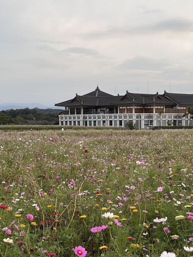경주 엘라포니시 호텔 🩶