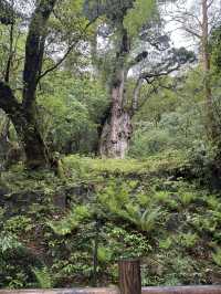 【屋久島】パワーを頂く旅