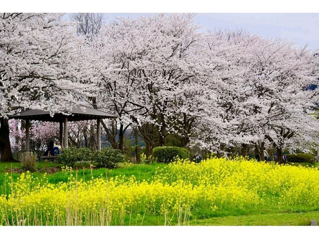 Ducks, Blossoms, and Max Chill