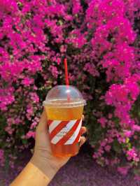 คาเฟ่เชียงใหม่ มุมดอกเฟื่องฟ้าสวยมากกก 🌸🏠✨
