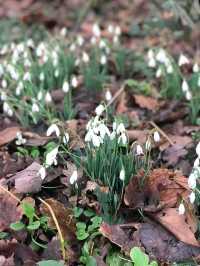 Whispers of Spring at Allesley Park 🌼