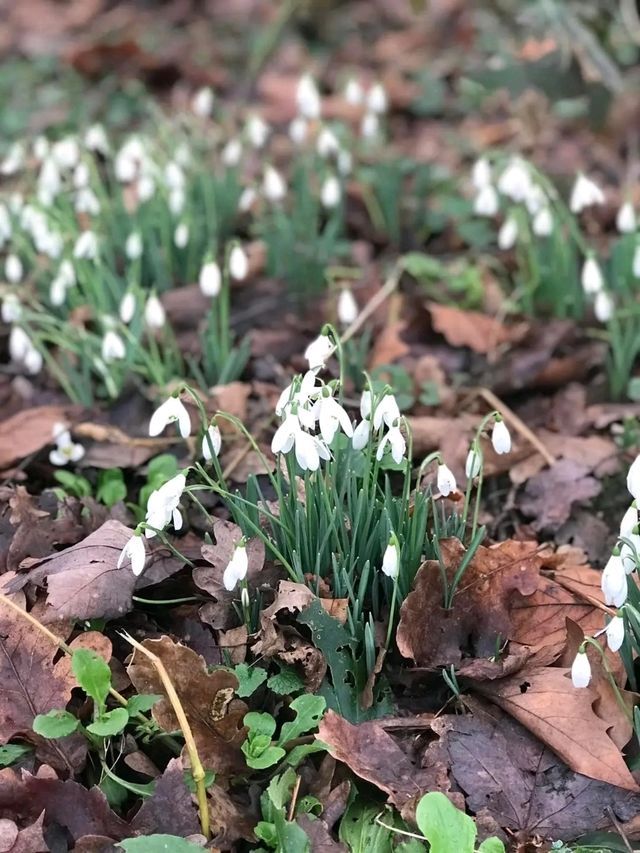 Whispers of Spring at Allesley Park 🌼