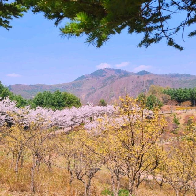 태백봄🩷 황부자며느리공원산책