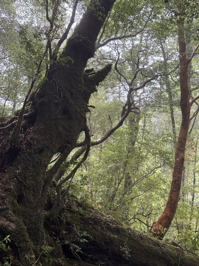 雨のヤクスギランド