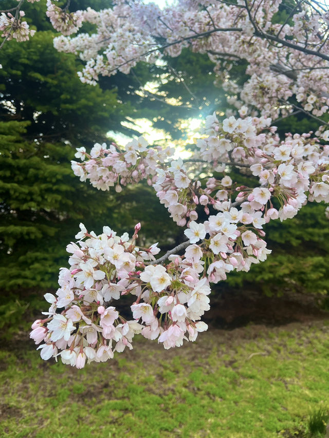 하코다테 혼자 여행🫶