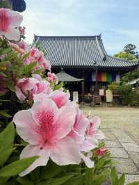 奈良｜久米仙人傳說在靈禪山久米寺 巡訪西國藥師靈場