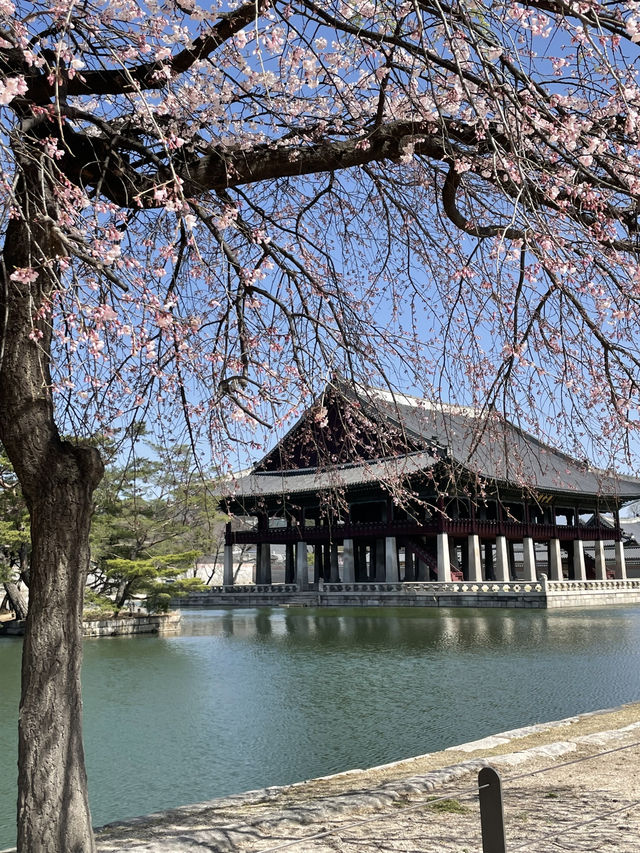 🌸 봄빛 머문 고궁, 경복궁의 벚꽃을 거닐다