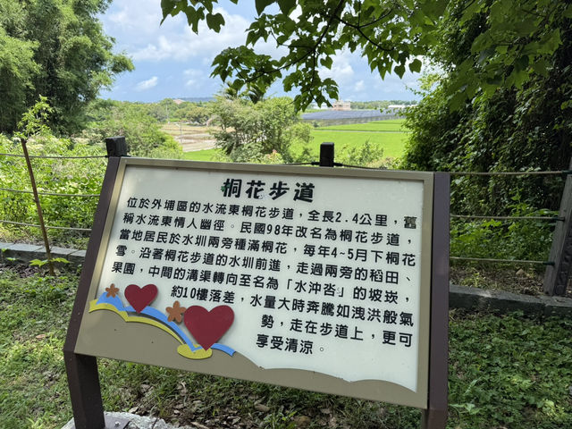 台中外埔｜高鐵觀景秘境～水流東桐花步道🌸