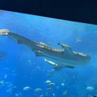 日本沖繩火爆🔥的水族館分享