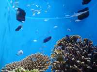 世界の美ら海水族館🐬🐋🏝️