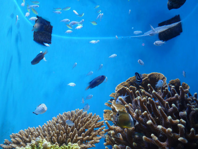 世界の美ら海水族館🐬🐋🏝️