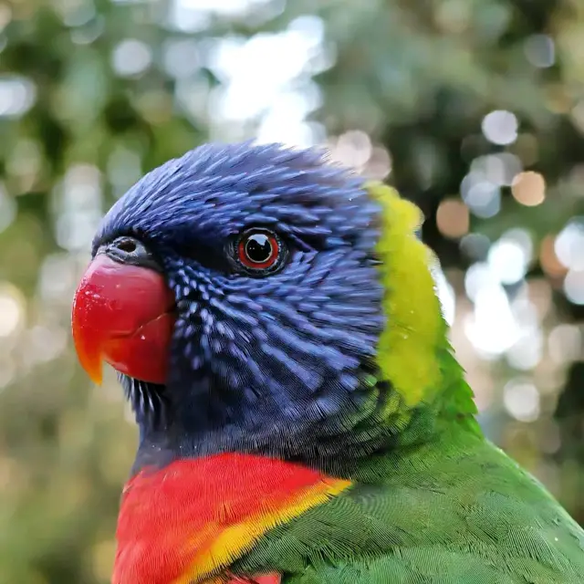 Lone Pine Koala Sanctuary – Brisbane, QLD